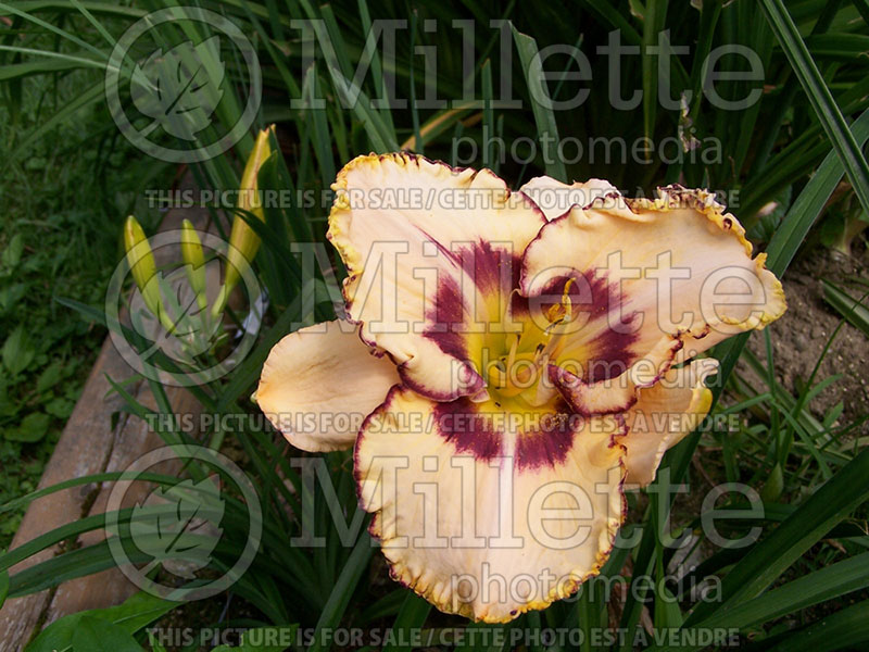 Hemerocallis Funny Cide (Daylily) 1 