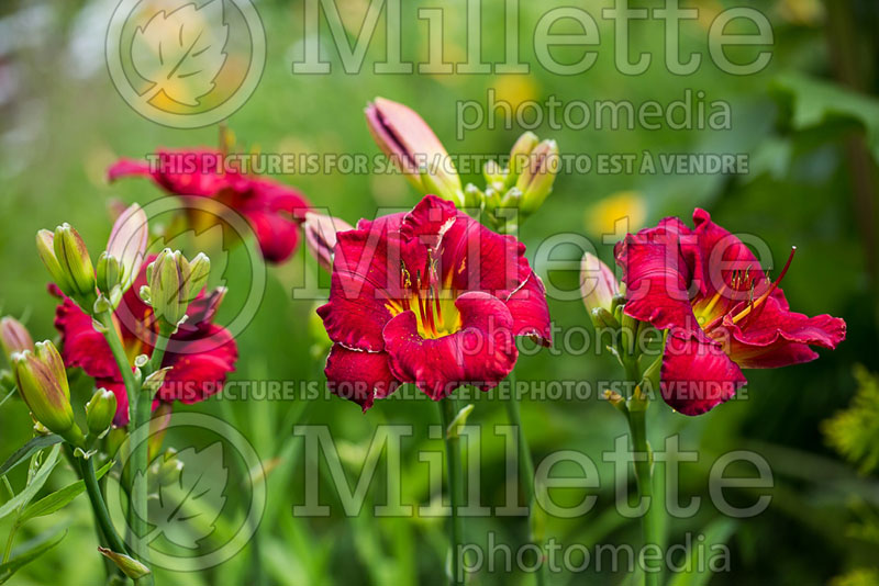 Hemerocallis Funny Valentine (Daylily) 2 