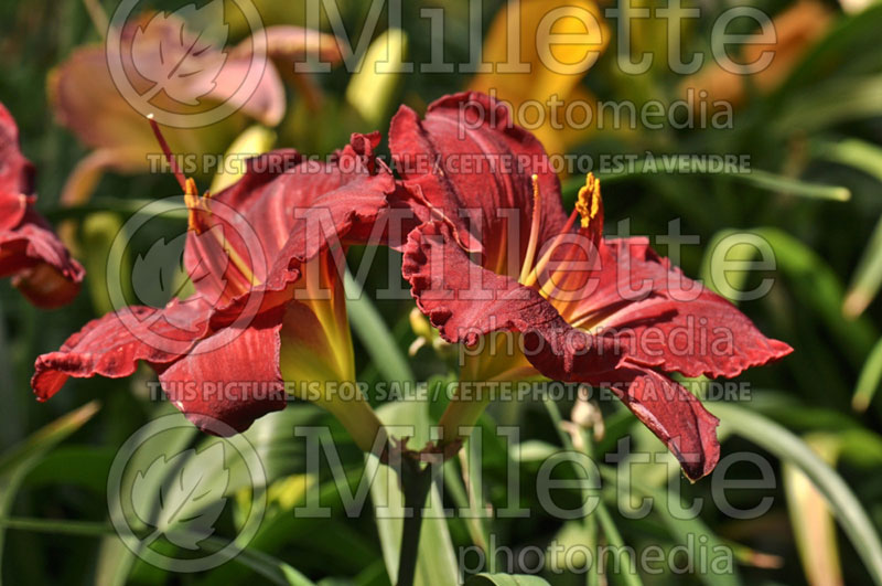 Hemerocallis Funny Valentine (Daylily) 1 