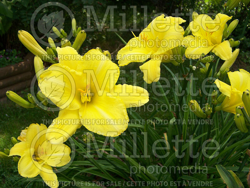 Hemerocallis Galena Moon (Daylily) 1