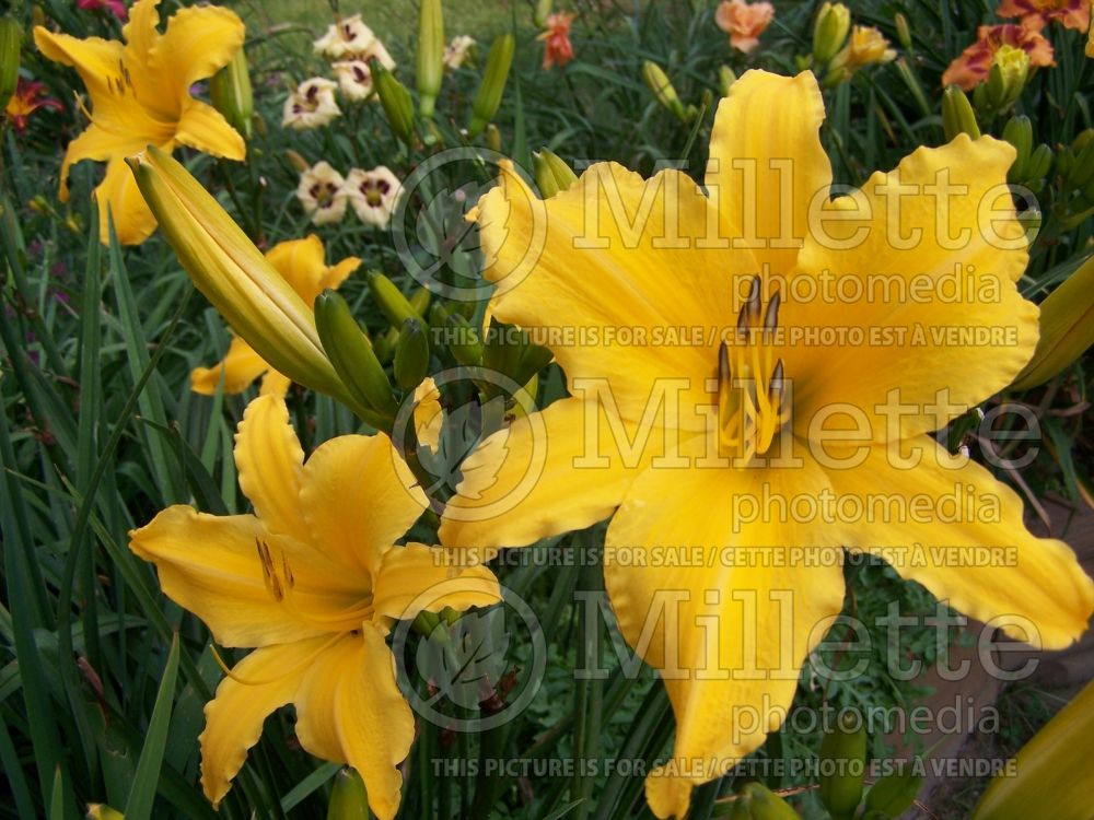 Hemerocallis Galena Star (Daylily) 1 