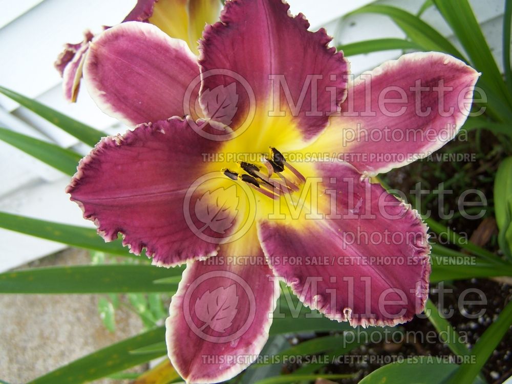 Hemerocallis Gentle Ed (Daylily) 1 