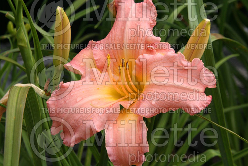 Hemerocallis Glowing Bouquet (Daylily) 1 