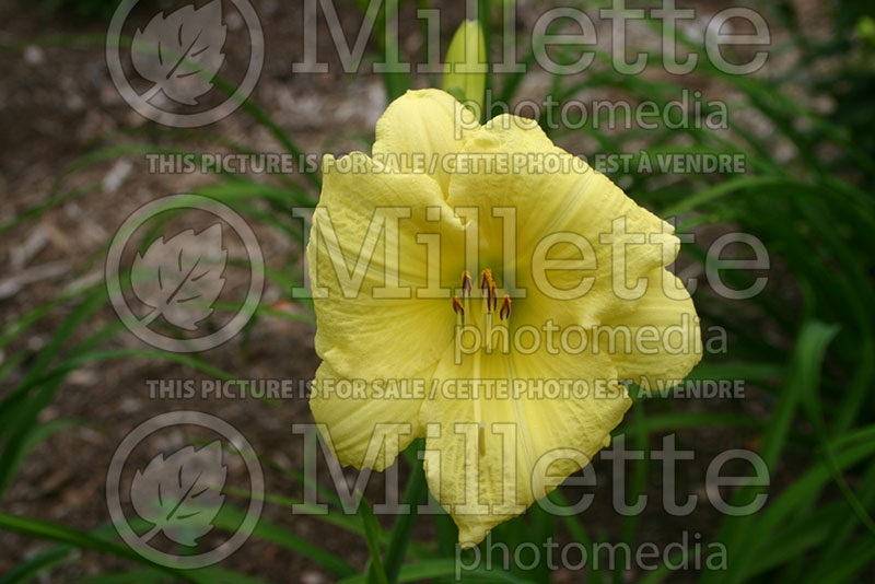 Hemerocallis Going Bananas (Daylily)  1