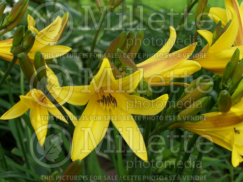 Hemerocallis Gold Dust  (Daylily) 1