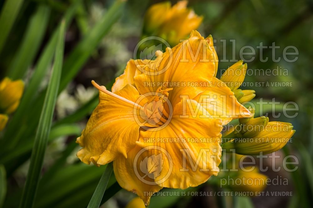 Hemerocallis Golden Hibiscus (Daylily) 1 