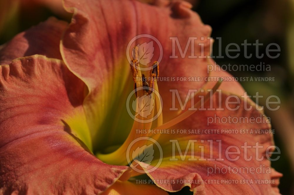 Hemerocallis Gordon Biggs (Daylily) 2 