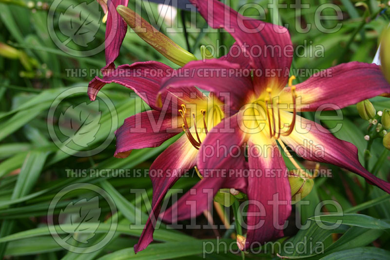 Hemerocallis Grape Cupcake (Daylily) 1