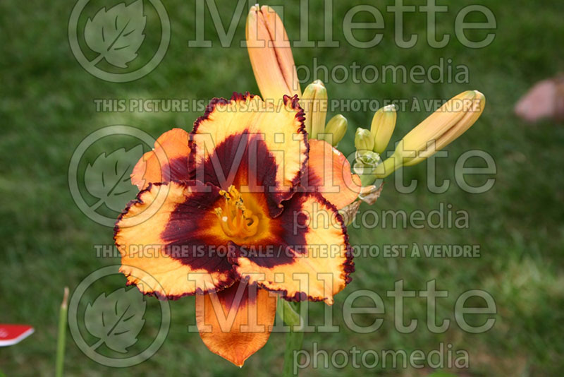 Hemerocallis Halloween Hocus Pocus (Daylily) 1