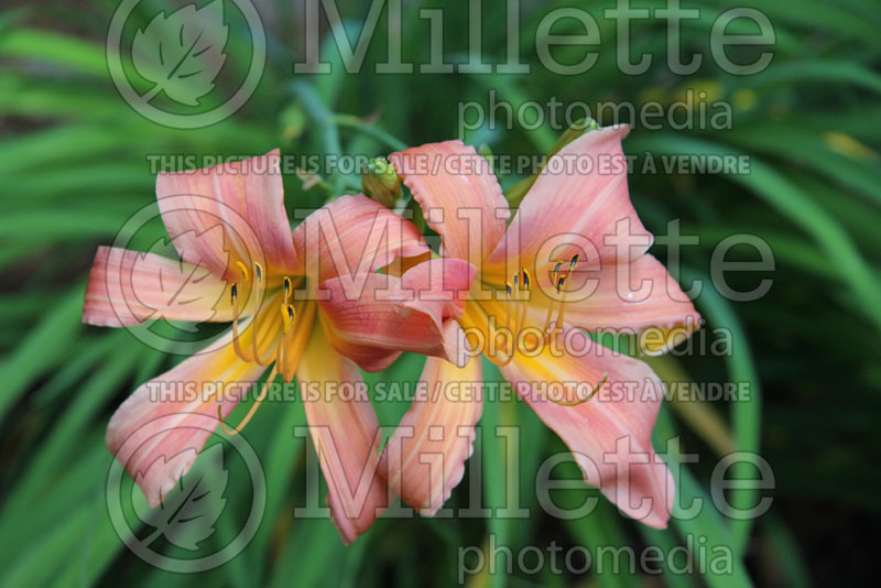 Hemerocallis Hall's Pink (Daylily) 1 