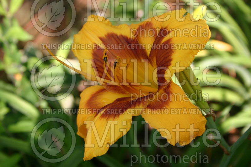 Hemerocallis Happy Bandit (Daylily) 1 