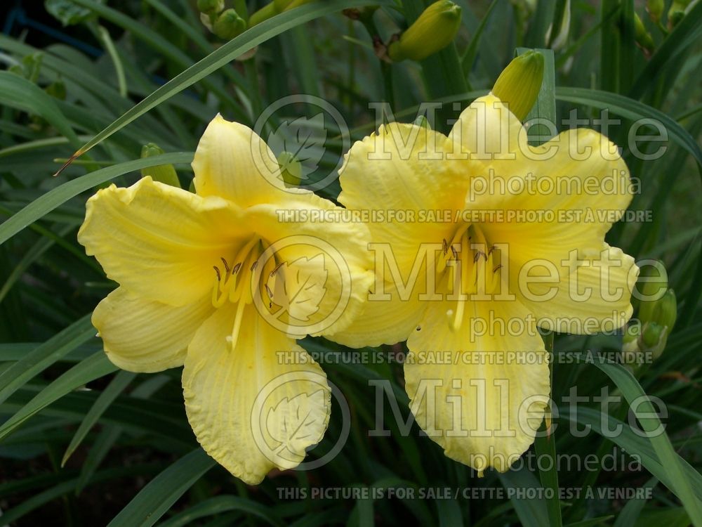 Hemerocallis Happy Returns (Daylily) 2 