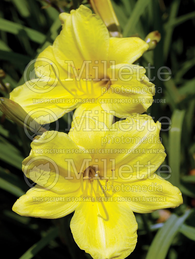 Hemerocallis Happy Returns (Daylily) 3 