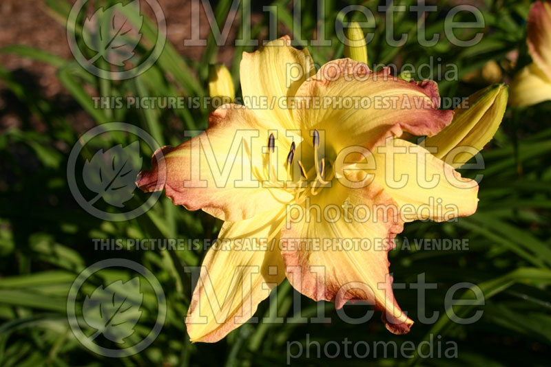 Hemerocallis Happy Reward (Daylily) 1 