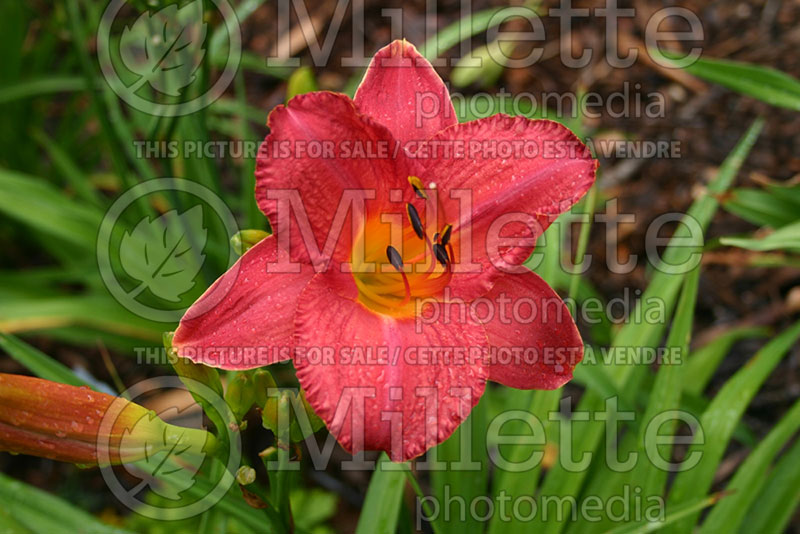 Hemerocallis Hawaiian Party Dress (Daylily) 1  