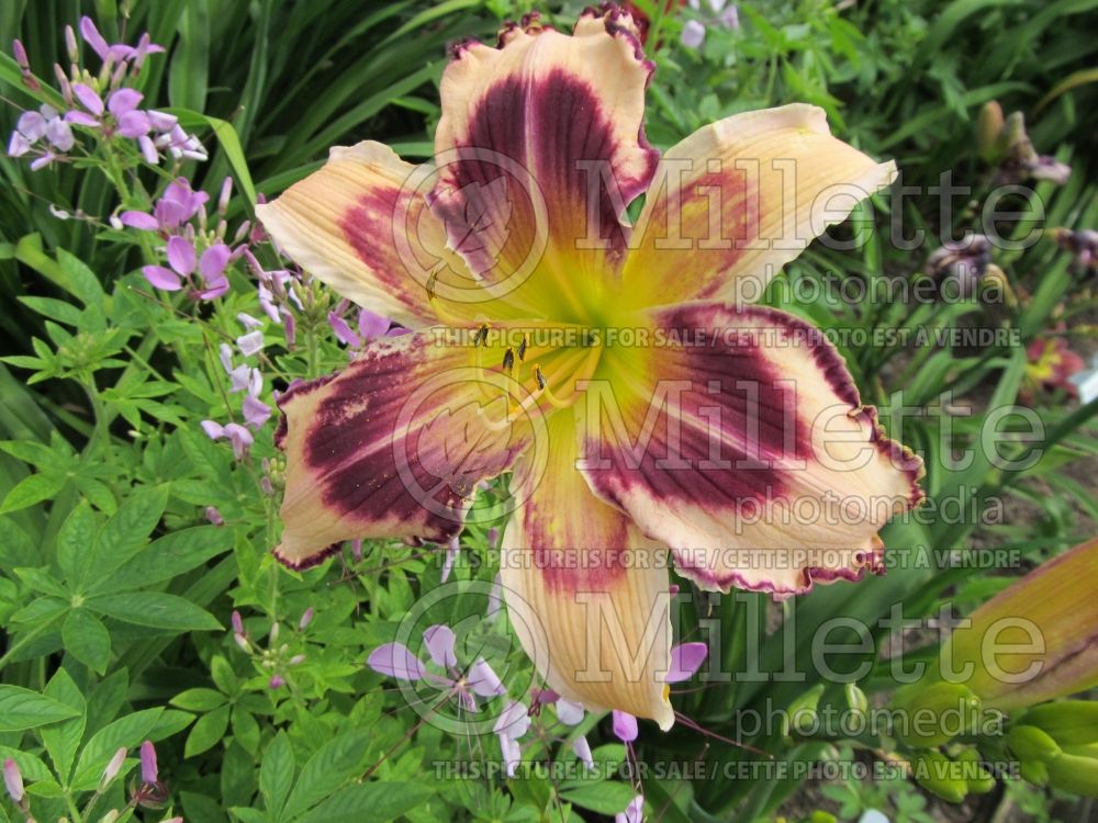 Hemerocallis Heavens Proclaim (Daylily) 1 