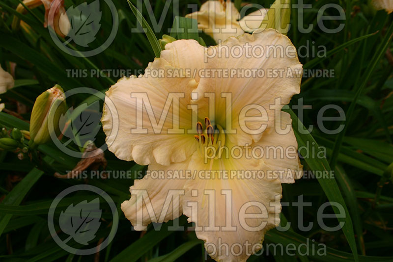 Hemerocallis Heritage China (Daylily) 1