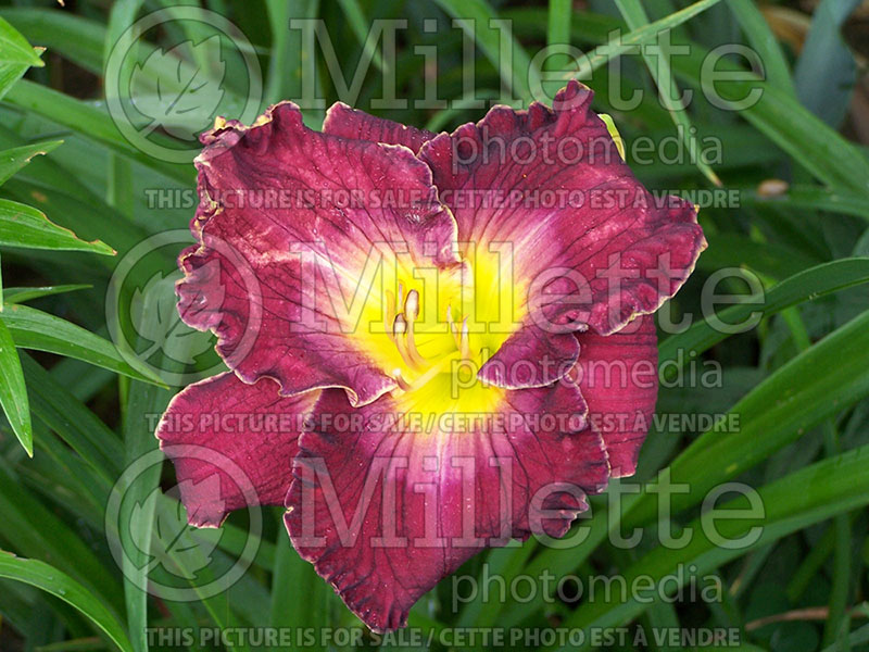 Hemerocallis Her Majesty's Wizard (Daylily) 1