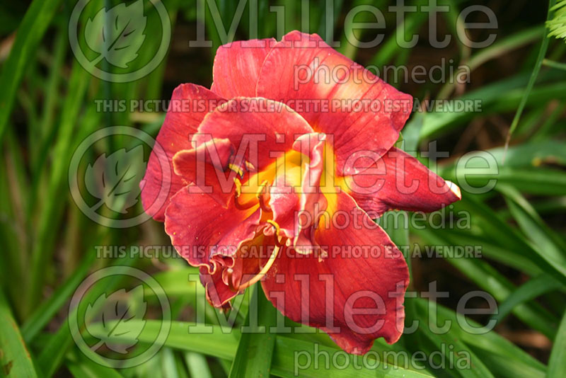 Hemerocallis Highland Lord (Daylily) 1