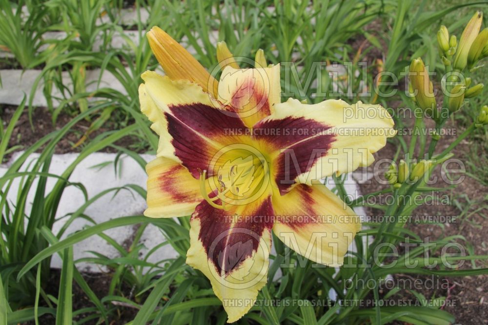 Hemerocallis Hold Your Horses (Daylily) 1