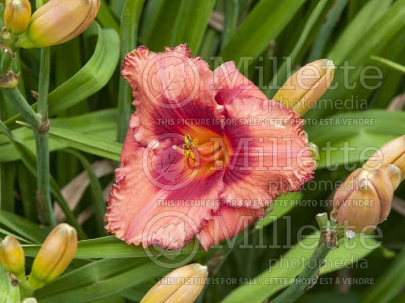 Hemerocallis Holiday Song (Daylily) 1 