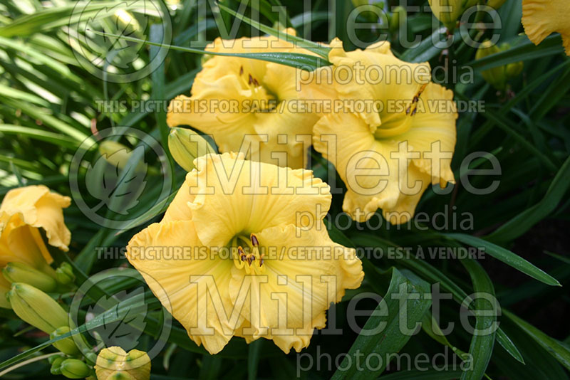 Hemerocallis Hot Cakes (Daylily) 1