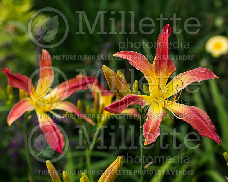 Hemerocallis Hot Wheels (Daylily) 1 