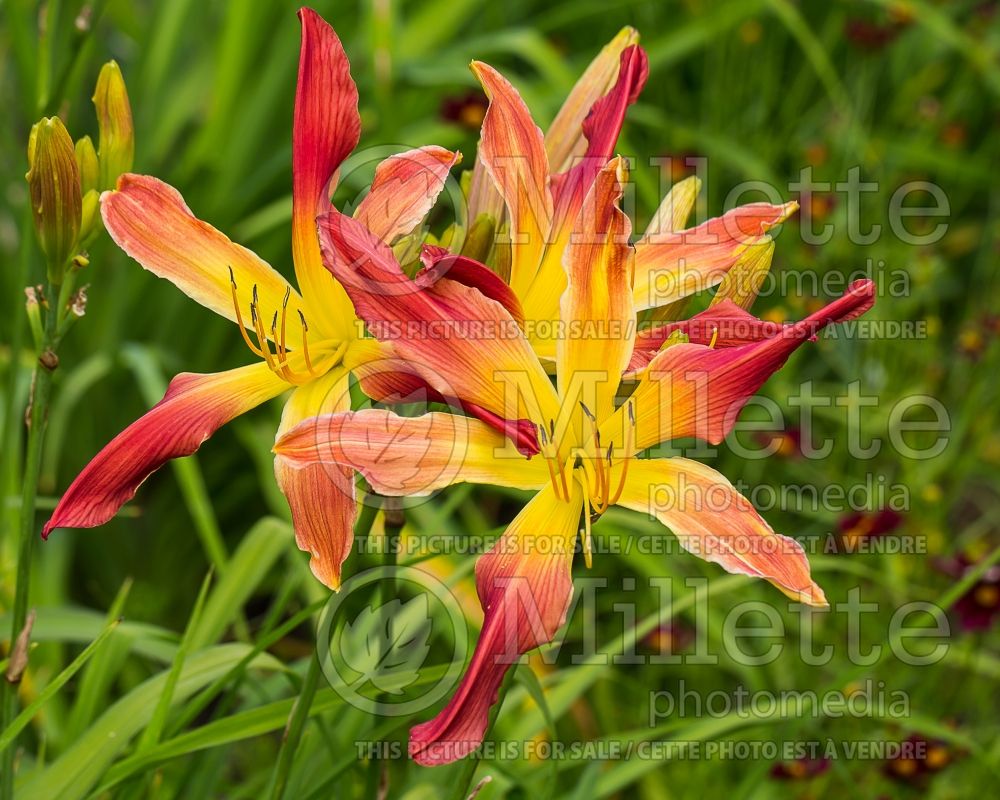 Hemerocallis Hot Wheels (Daylily) 2 