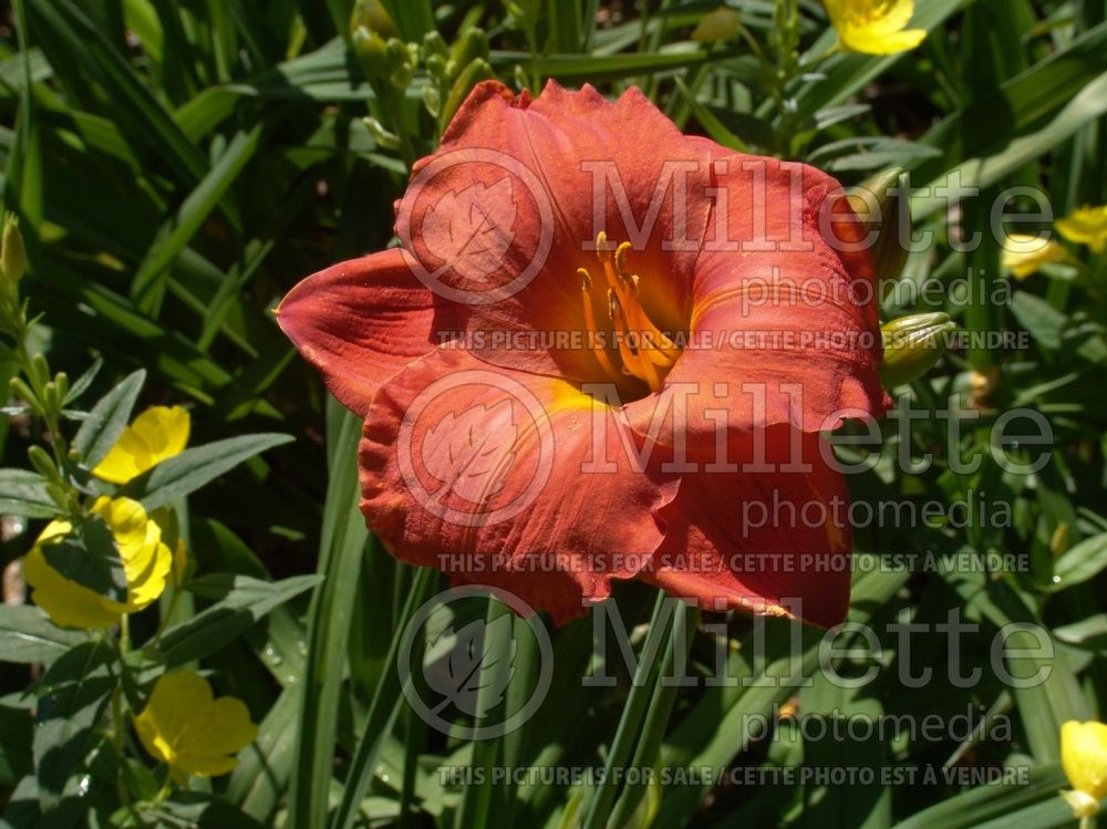 Hemerocallis House of Orange (Daylily) 1 