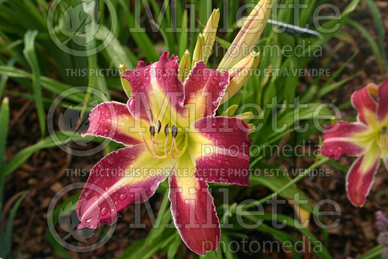 Hemerocallis Howlin Wolf (Daylily) 1