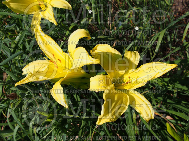 Hemerocallis Hyperion (Daylily) 2 