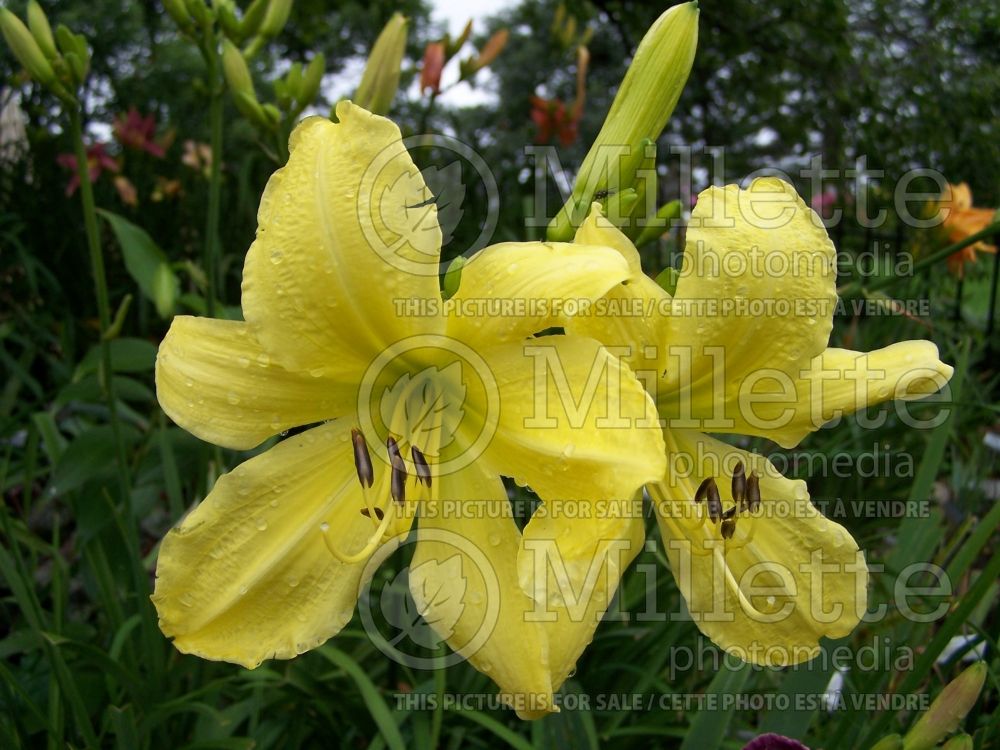 Hemerocallis Hyperion (Daylily) 1