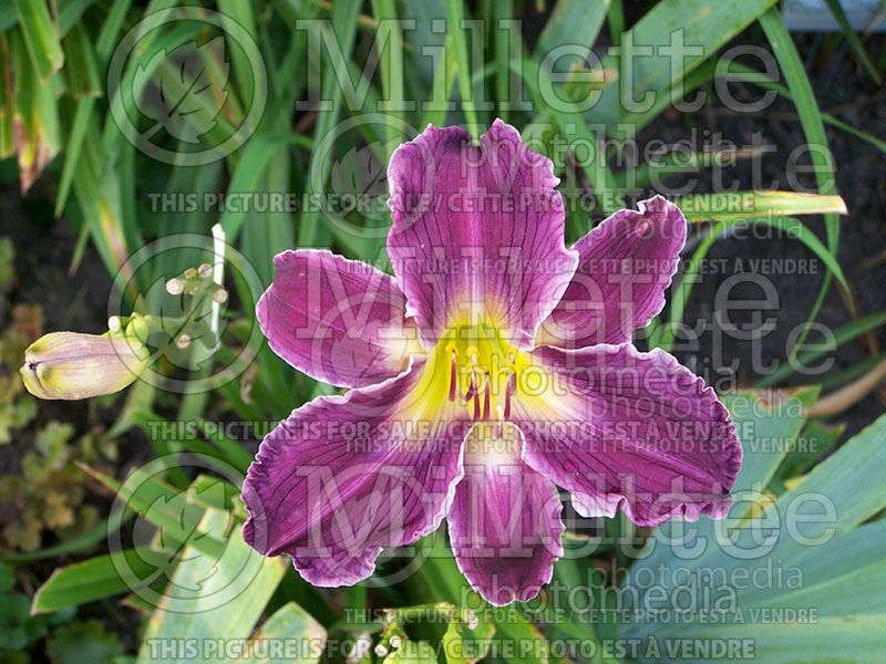 Hemerocallis Indian Giver (Daylily) 1