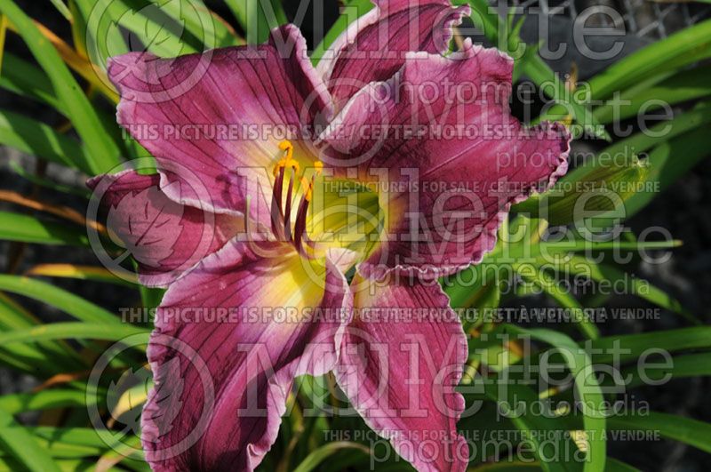 Hemerocallis Indian Giver (Daylily)  2