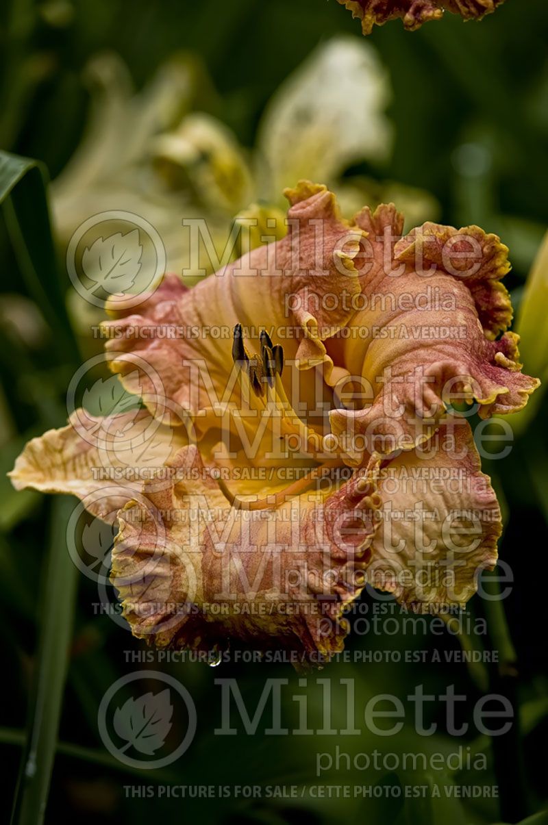 Hemerocallis Inherited Wealth (Daylily)  1