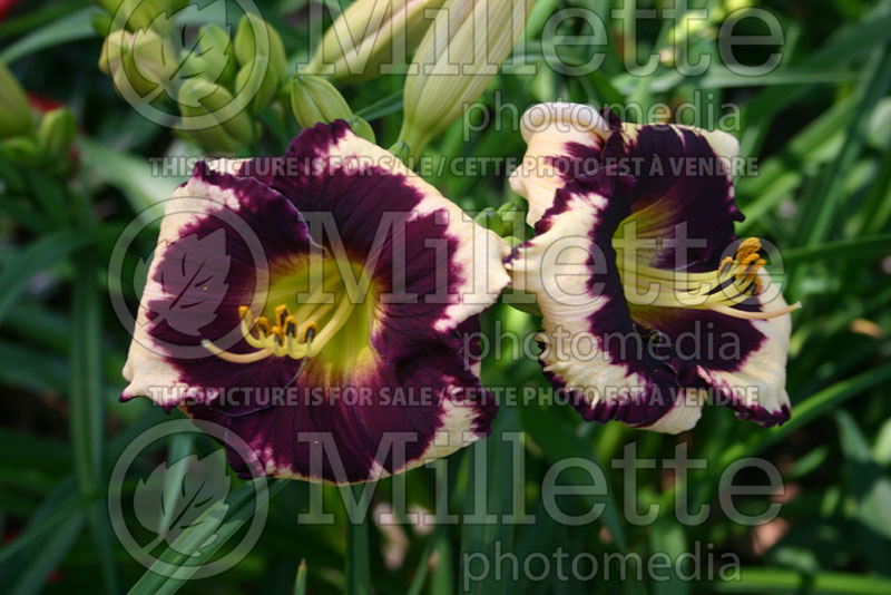 Hemerocallis Inner Destiny (Daylily) 1 