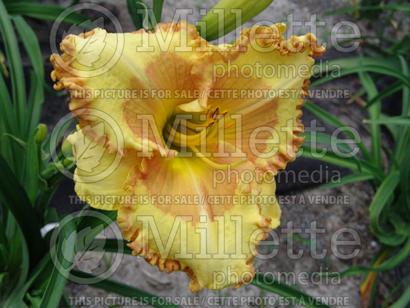 Hemerocallis Irresistible Charm (Daylily) 1  