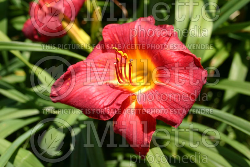 Hemerocallis Island Cardinal (Daylily) 3 