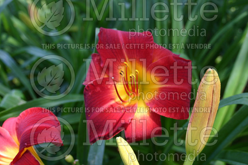 Hemerocallis Island Cardinal (Daylily) 1 