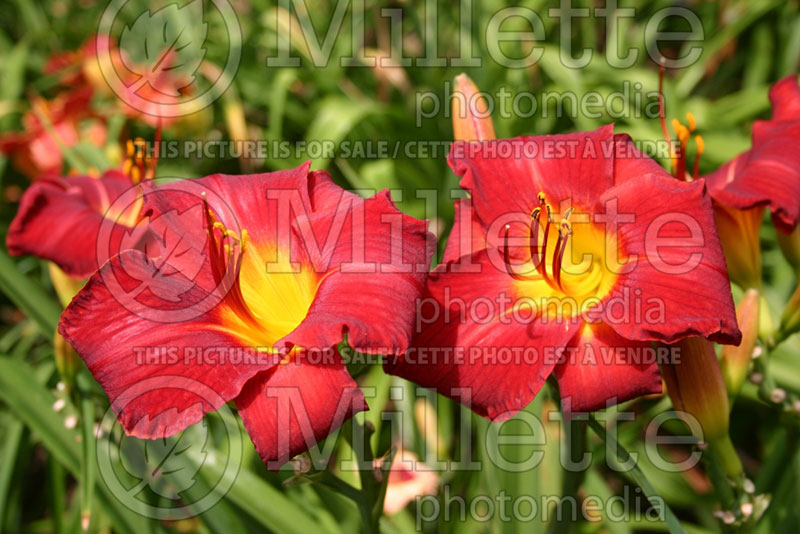 Hemerocallis Island Cardinal (Daylily) 2 