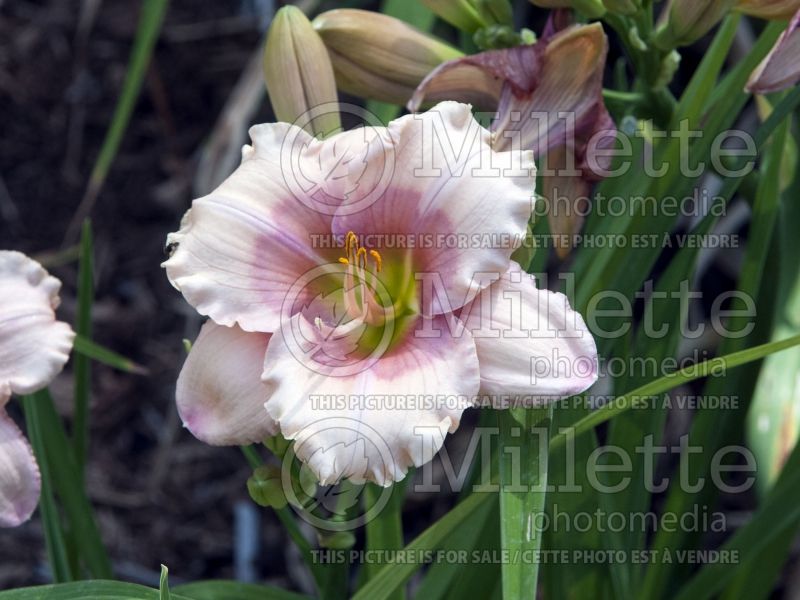 Hemerocallis Janice Brown (Daylily) 2 