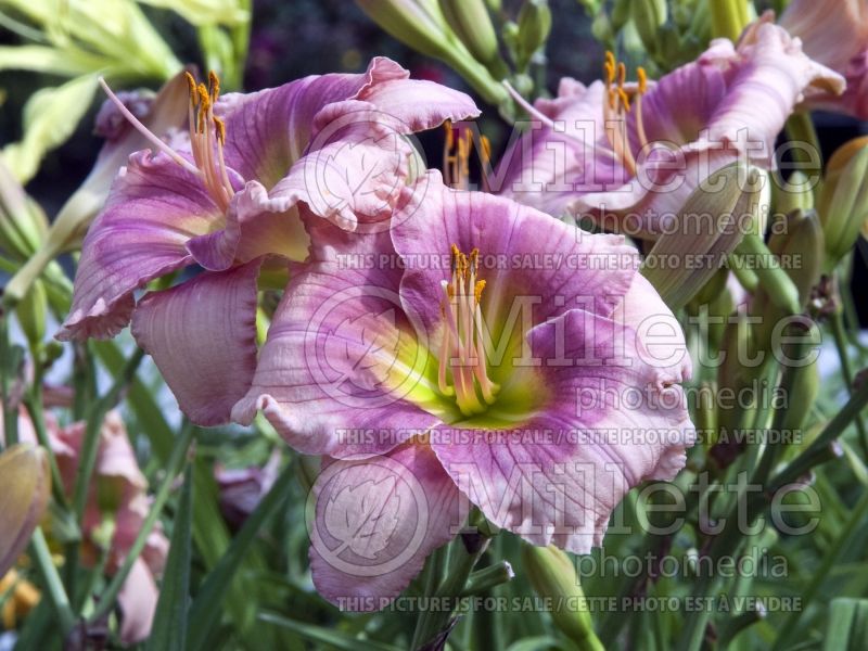 Hemerocallis Janice Brown (Daylily) 3 