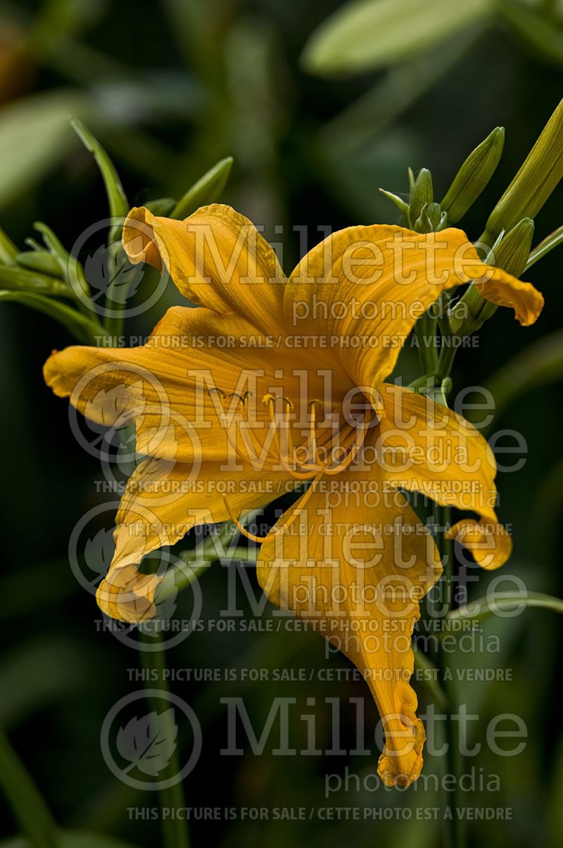 Hemerocallis Jersey Spider (Daylily) 1