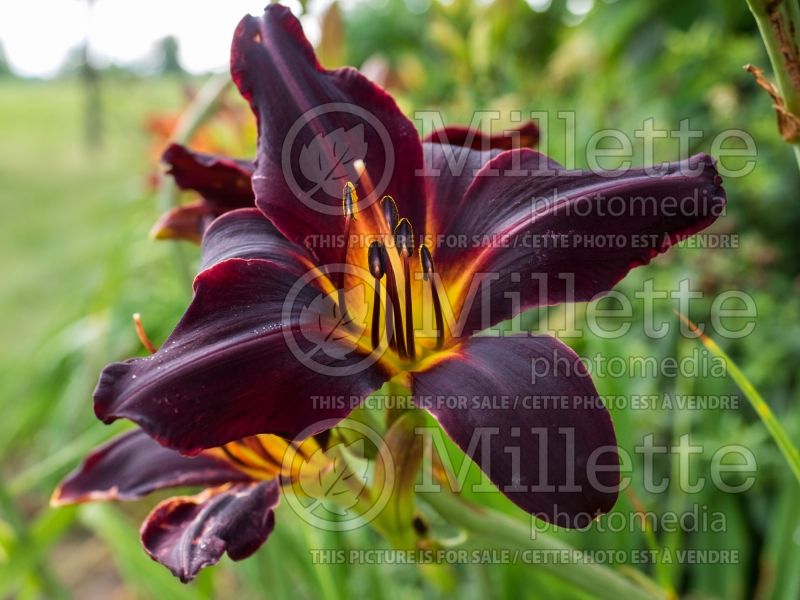 Hemerocallis Jungle Beauty (Daylily) 1 