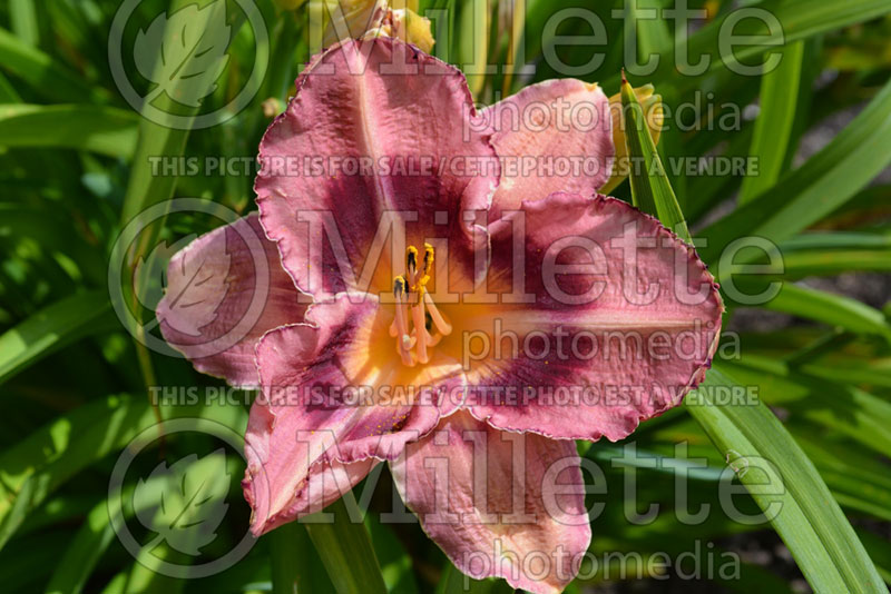 Hemerocallis Just Plum Happy (Daylily) 3