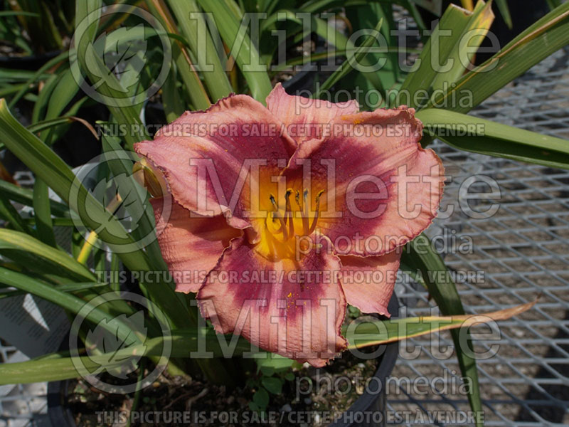 Hemerocallis Just Plum Happy (Daylily) 1