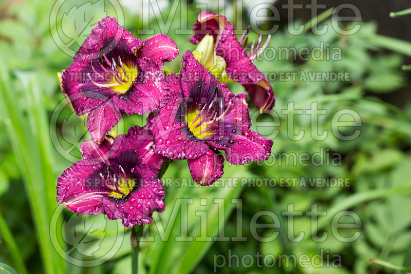 Hemerocallis Kansas Kitten (Daylily) 2 