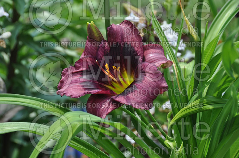 Hemerocallis Kansas Kitten (Daylily) 1 