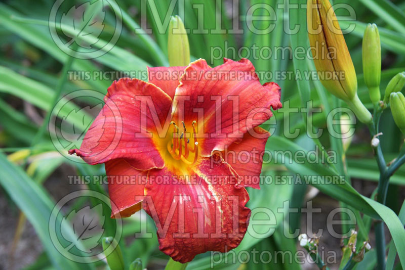 Hemerocallis Kathy Renwald (Daylily) 1 