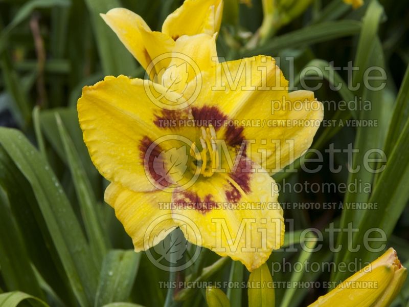 Hemerocallis King George (Daylily) 2 